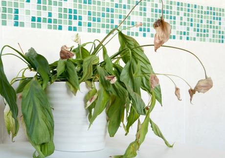 Cómo revivir una planta después del verano