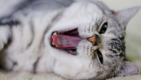 el mal aliento en gatos