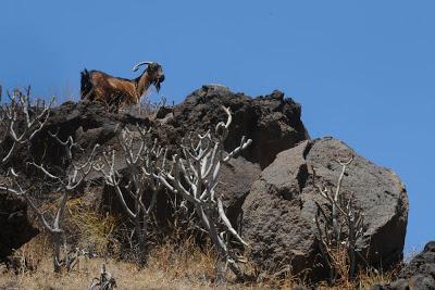 Cabras Guaniles [Asilvestradas] de Anaga