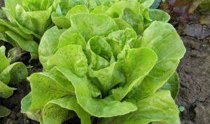 Lechuga para dormir bien Lechuga para dormir bien