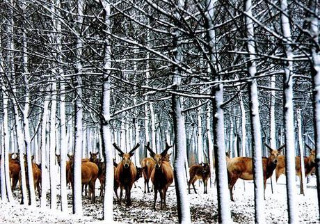 El animal que hablaba más de la cuenta Reserva natural en China