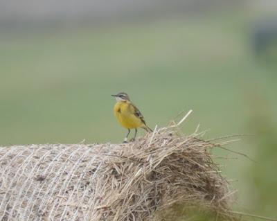 Preparadas para irse