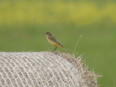 Preparadas para irse