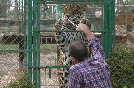 Leopardo (cursos multiespecie)