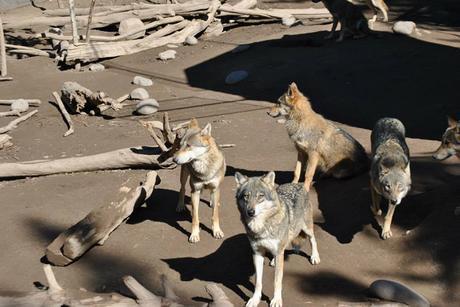 Lobos (cursos multiespecie)