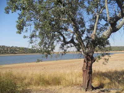 Un paseo por Cornalvo