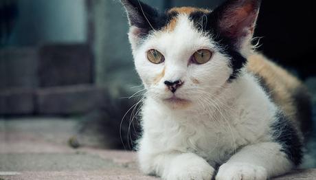 Pancreatitis en los gatos