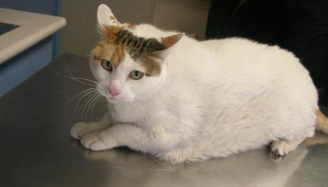 la pancreatitis en los gatos 