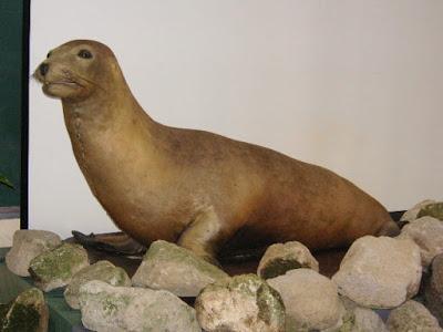 León marino japonés, Bucardo y El oso plateado mexicano