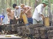 Sorprendentes imágenes apicultura vietnam amazing pictures beekeeping vietnam.