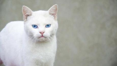 La Haemobartonella en gatos