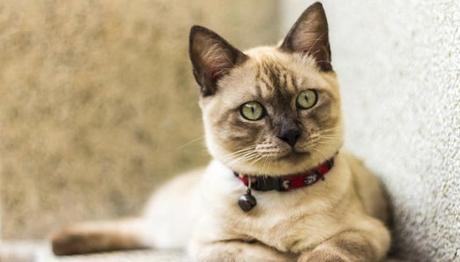 Haemobartonella en gatos