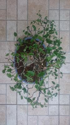 Almez (la cara) 2016