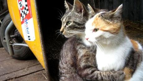 Cómo hacer que dos gatos se lleven bien