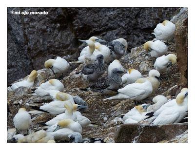 Islas Saltee, pequeño paraíso.