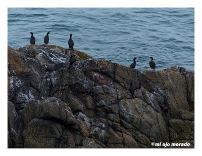 Islas Saltee, pequeño paraíso.