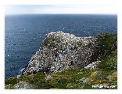 Islas Saltee, pequeño paraíso.