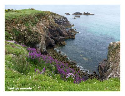 Islas Saltee, pequeño paraíso.
