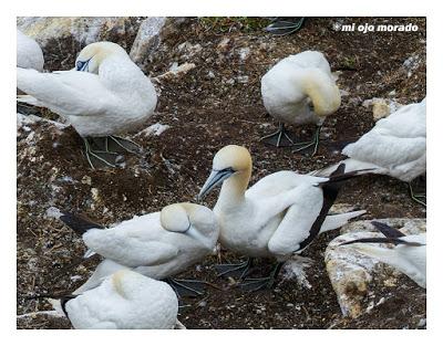 Islas Saltee, pequeño paraíso.