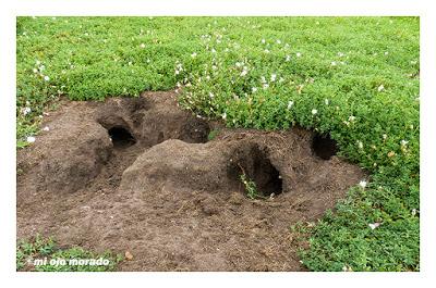 Islas Saltee, pequeño paraíso.