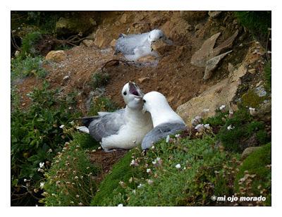 Islas Saltee, pequeño paraíso.