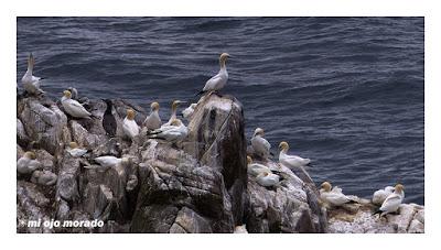 Islas Saltee, pequeño paraíso.