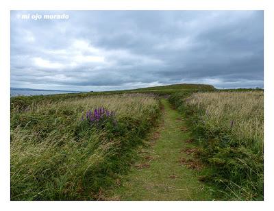 Islas Saltee, pequeño paraíso.