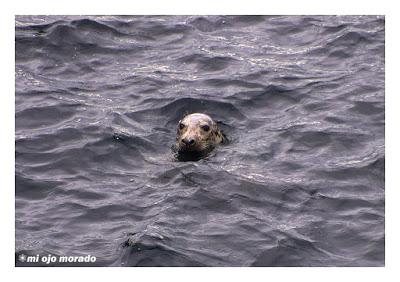 Islas Saltee, pequeño paraíso.