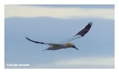 Islas Saltee, pequeño paraíso.