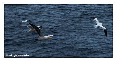 Islas Saltee, pequeño paraíso.