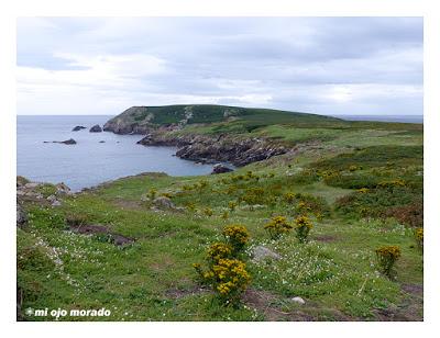 Islas Saltee, pequeño paraíso.