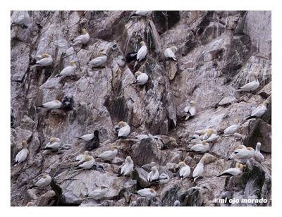 Islas Saltee, pequeño paraíso.