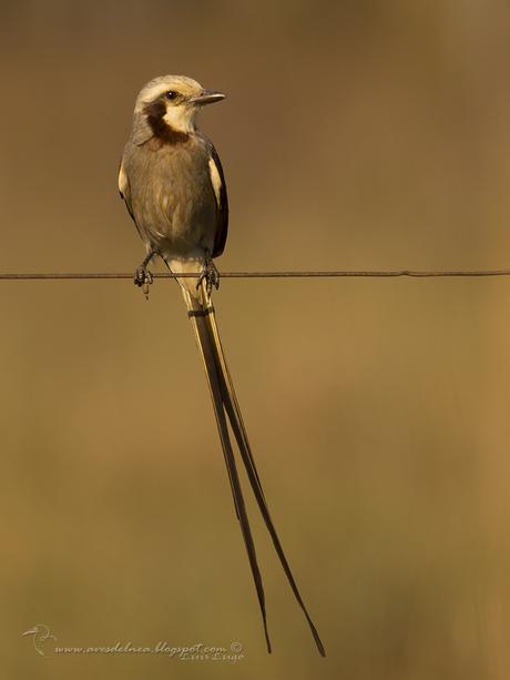 Yetapá grande (Streamer-tailed Tyrant) Gubernetes yetapa