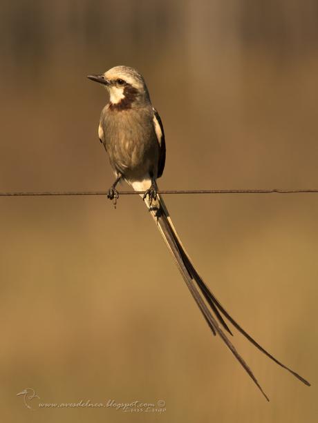 Yetapá grande (Streamer-tailed Tyrant) Gubernetes yetapa