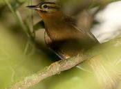 Ticotico cabeza negra (Black capped-Foliage Gleaner) Philydor atricapillus