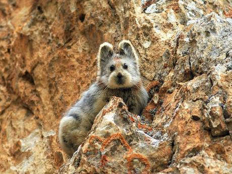 Logran fotografiar a un conejo mágico por primera vez en 20 años