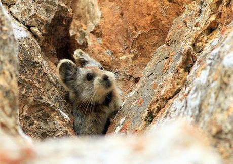 Logran fotografiar a un conejo mágico por primera vez en 20 años