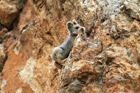 Logran fotografiar a un conejo mágico por primera vez en 20 años