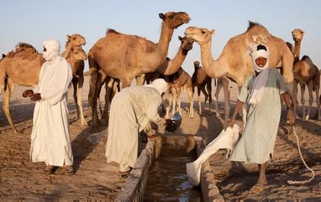 CAP. 18 . . . . . . . . . . . . . . . . . . . . . . . . . . . . . . Andanzas y tropezones de Dikembe Biyombo