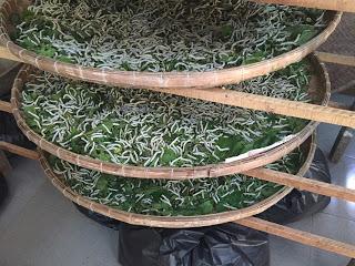 Cao Lao, rosas blancas y banh xeo, la meca de la gastronomía vietnamita en Hoi An (Hué - Hoi An día 11 #vietnam16im)