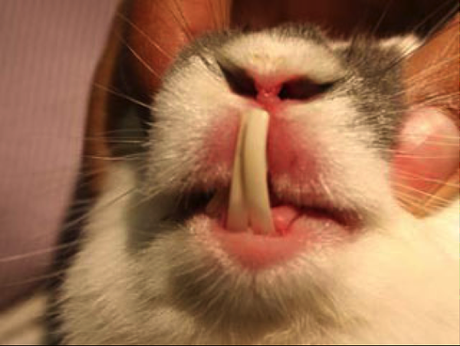 enfermedades-de-los-conejos-1