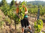 Verema Solidària (Vendimia Solidaria)