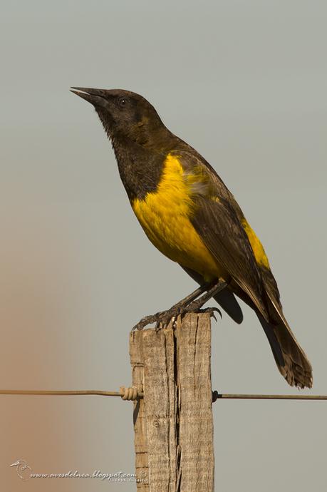Pecho amarillo grande (Yellow-rumped Marshbird) Pseudoleistes guirahuro