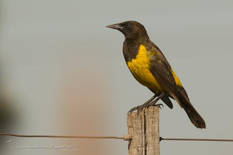 Pecho amarillo grande (Yellow-rumped Marshbird) Pseudoleistes guirahuro Pecho amarillo grande (Yellow-rumped Marshbird) Pseudoleistes guirahuro