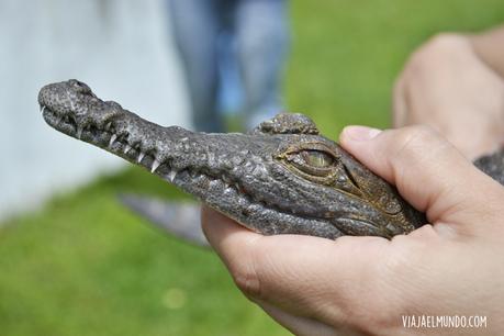 Un caimán del Orinoco bebé, antes de ser liberado