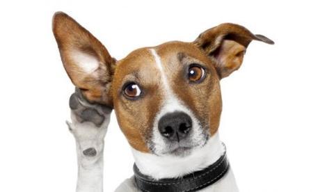 La otitis en los perros un mal muy común