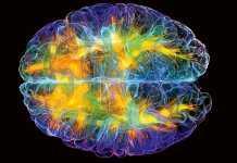 El cerebro mentiroso El narcisismo patológico se relaciona con la reducción del grosor y volumen de la corteza frontal del cerebro