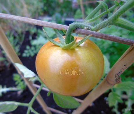 tomate2