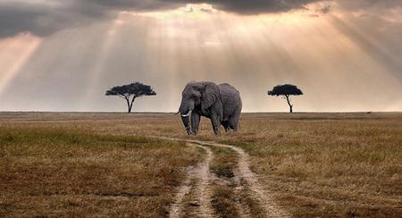 El elefante africano roza la extinción