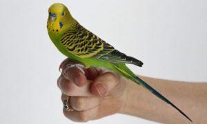 que-les-gusta-hacer-a-los-periquitos-2